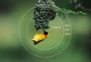 6x32/8x42/10x42/10x50/12x50/12x56/15x56 APO Rover Binoculars